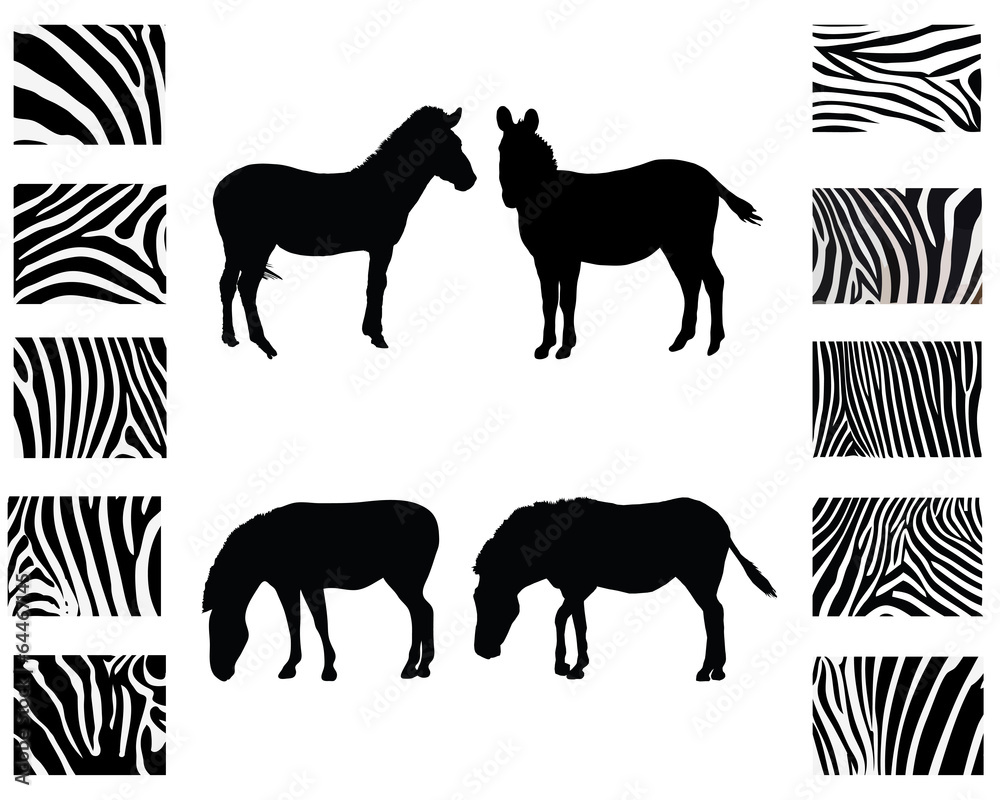 Silhouette of zebra and print of skin, vector