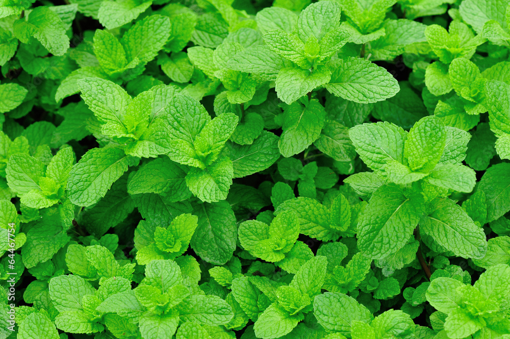 mint plants grow in vegetable garden 