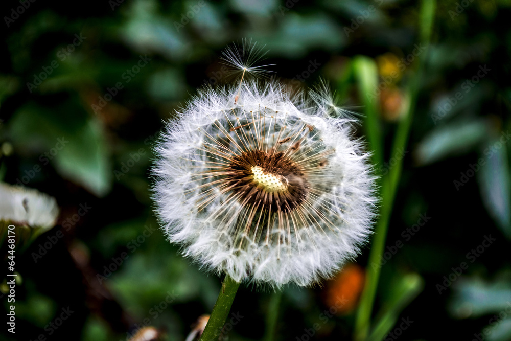 after flowering dandelion wallpaper after flowering dandelion wallpaper