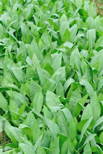green indian lettuce plants grow in vegetable garden 