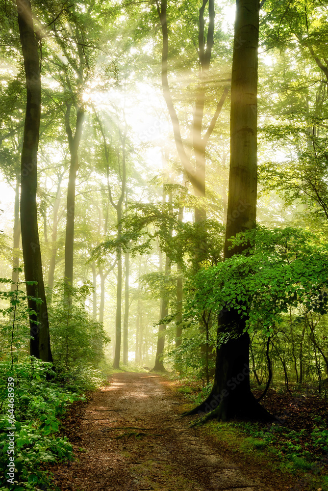 Obraz premium Poranne słońce świeci w mglistym lesie