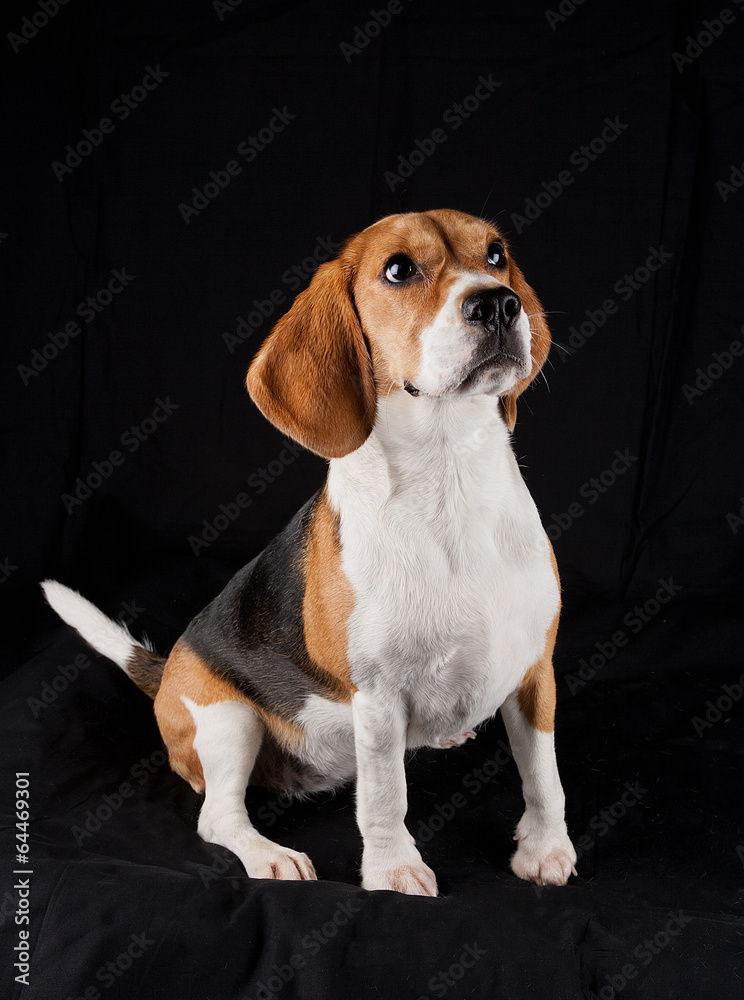 Portrait Beagle