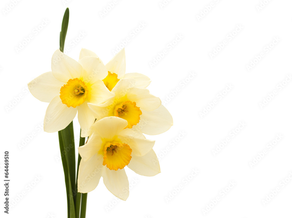 daffodils