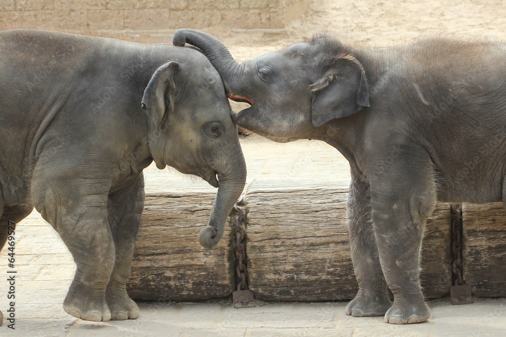 Naklejka premium Elephants touching each other gently