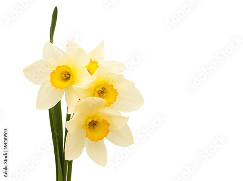daffodils © Es75