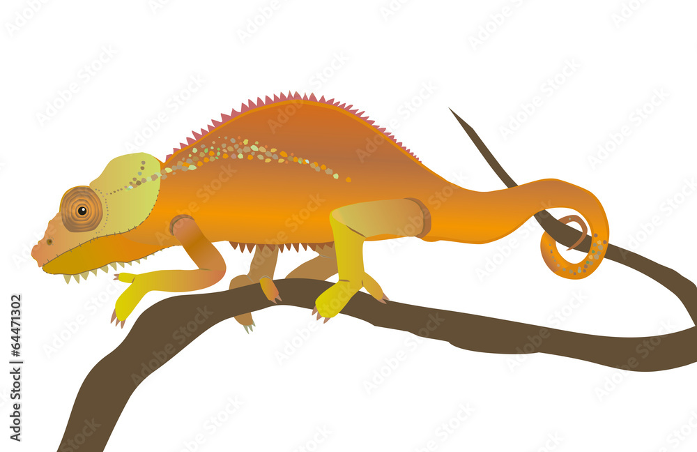 Naklejka premium chameleon