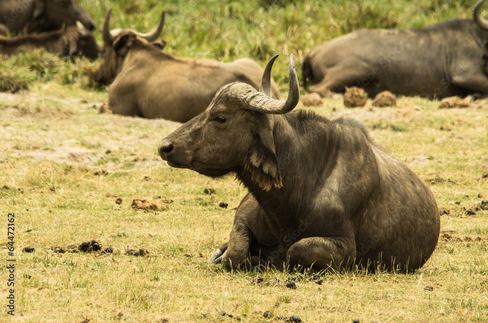 Bisonte Africano nella Savana