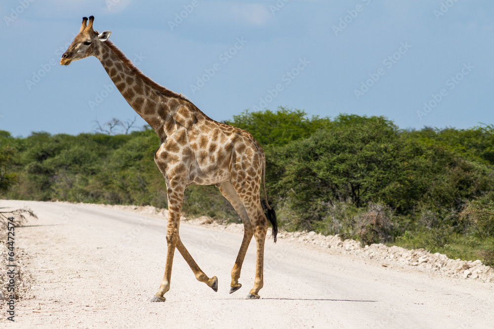 Obraz premium Giraffe crossing gravel road