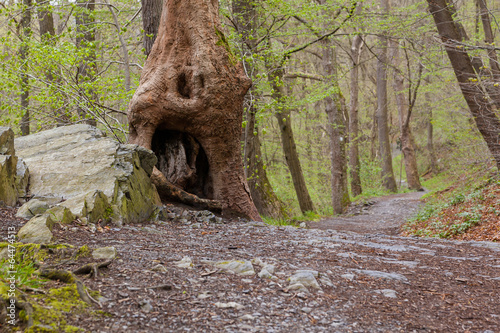 Harzer Hexen-Stieg / Bodetal-Stieg zwischen Treseburg und Thale photo