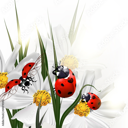 Background with vector scenery cosmos flowers and red ladybirds