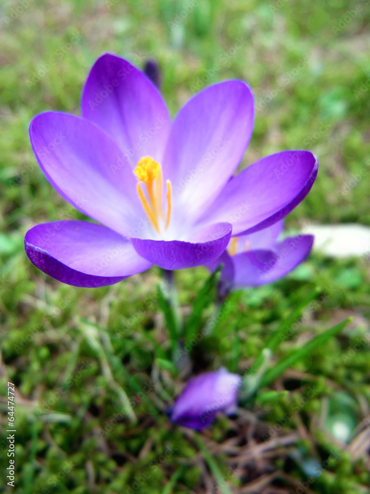 lila Krokuss auf der Wiese lila Krokuss auf der Wiese