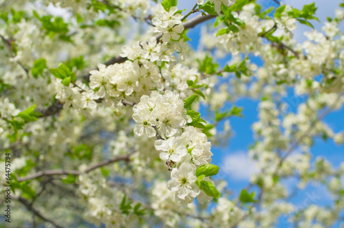 Plum blossoms in the spring garden