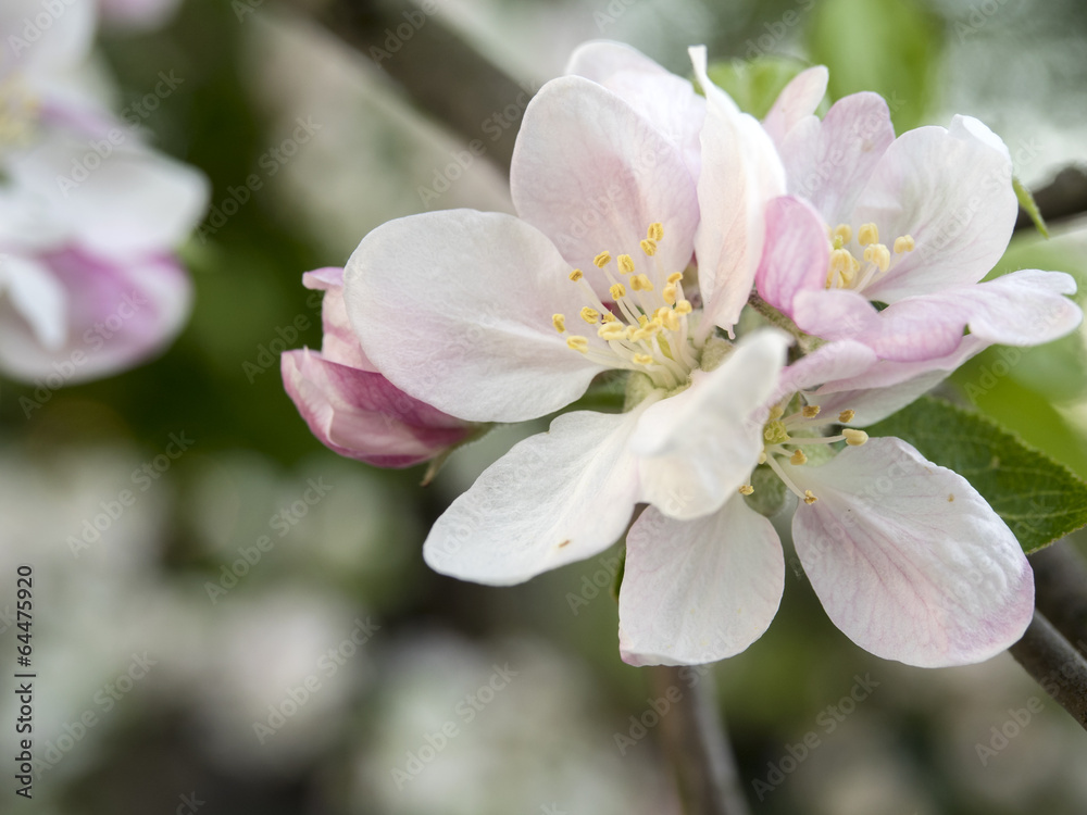 Apple flower close-up on a de-focus background Apple flower close-up on a de-focus background