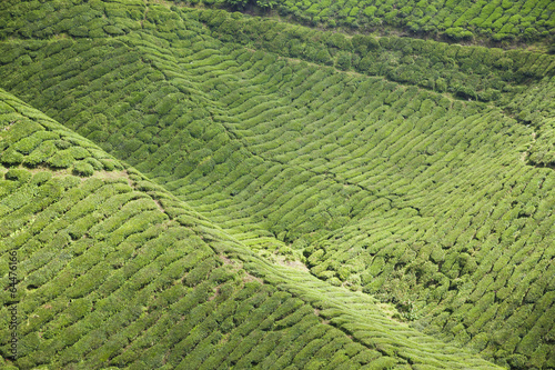 cameron highlands tea plantation