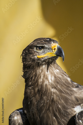 beautiful golden eagle, detail of head with large eyes, pointed © Fernando Cortés