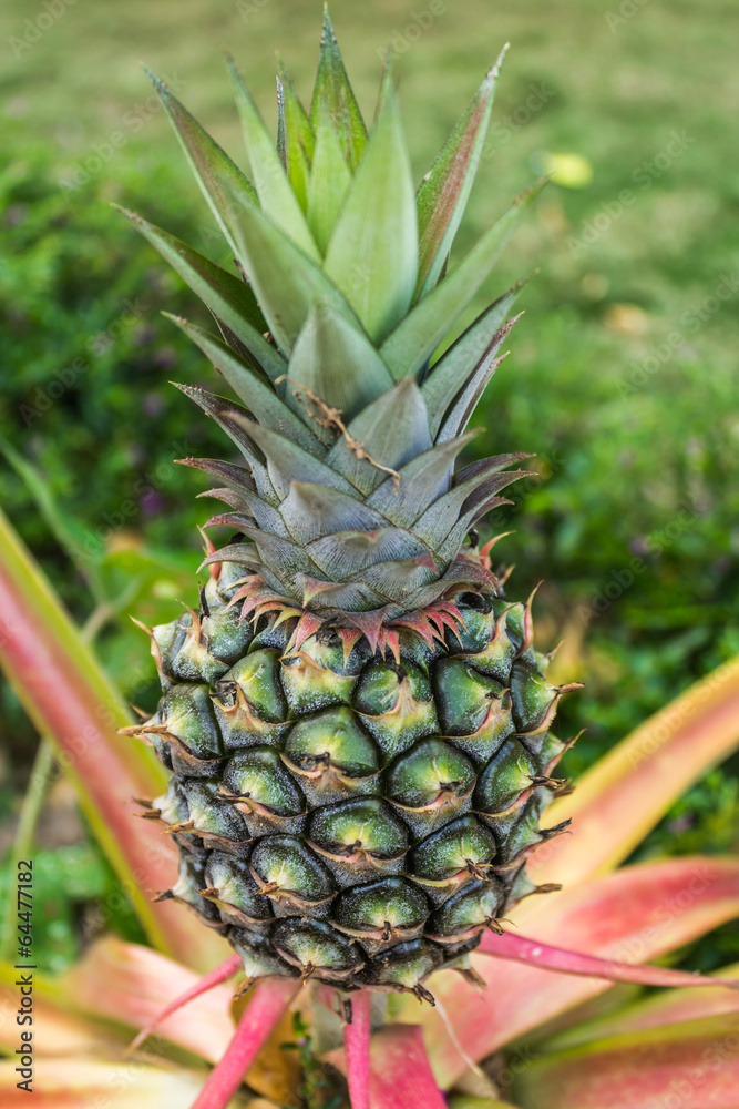 pineapple pineapple