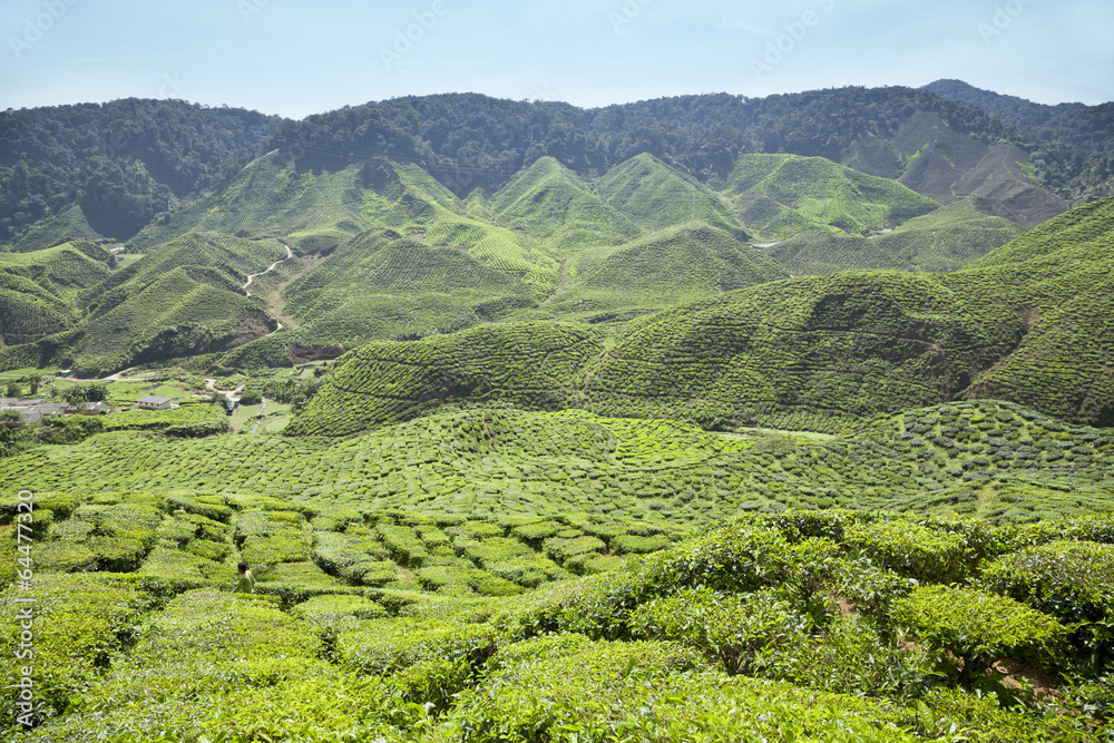 Cameron Highlands tea plantation in Malaysia