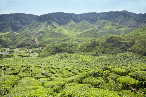 Cameron Highlands tea plantation in Malaysia © lusia83