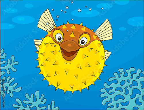 Puffer swimming on a coral reef photo