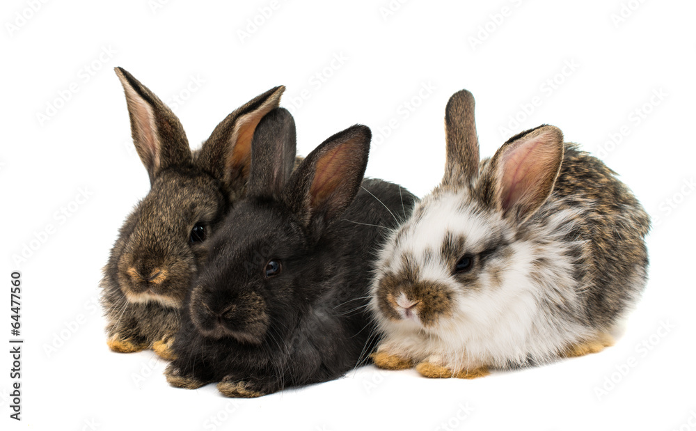 Obraz premium little rabbits