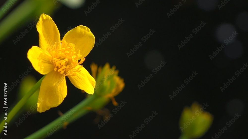 Marsh marigold ( Caltha palustris ) flowers next to a small pond Marsh marigold ( Caltha palustris ) flowers next to a small pond