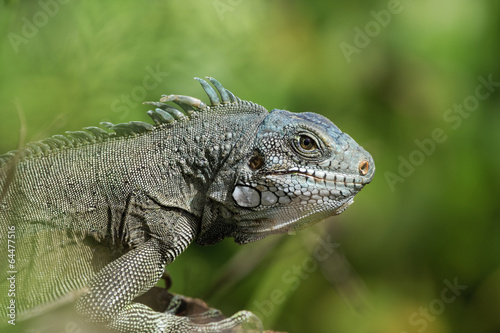 Iguane aux iles du Salut en Guyane