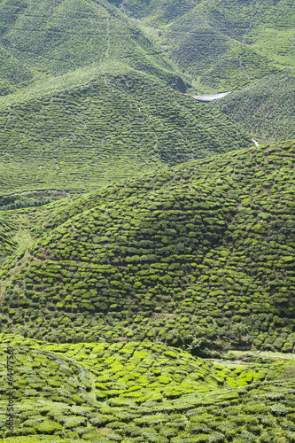 Cameron Highlands tea plantation in Malaysia