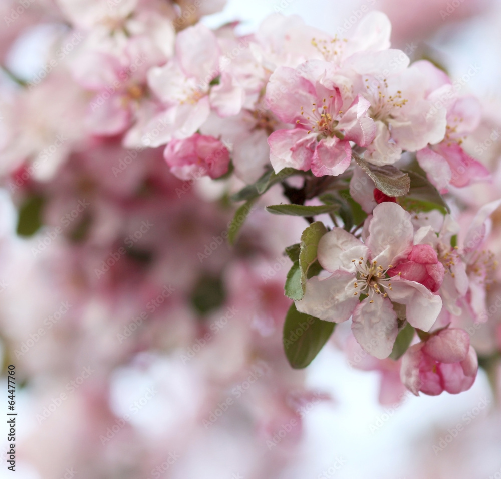 Pink apple tree flowers