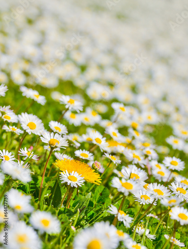 Field of daisies with a nice bokeh