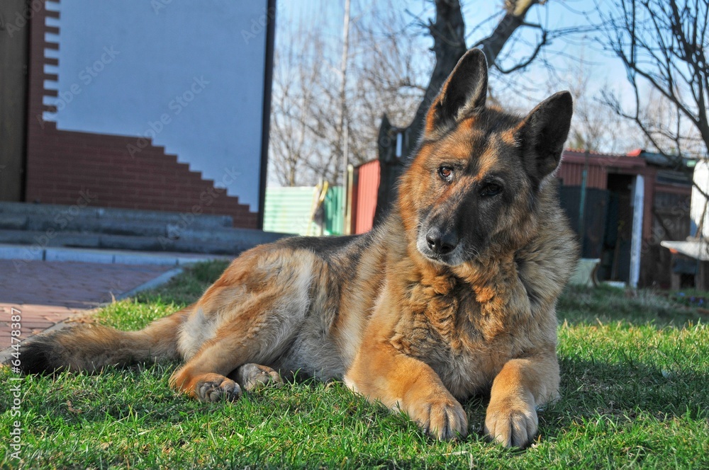 German shepherd