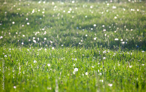 Wallpaper Mural Dandelions Torontodigital.ca