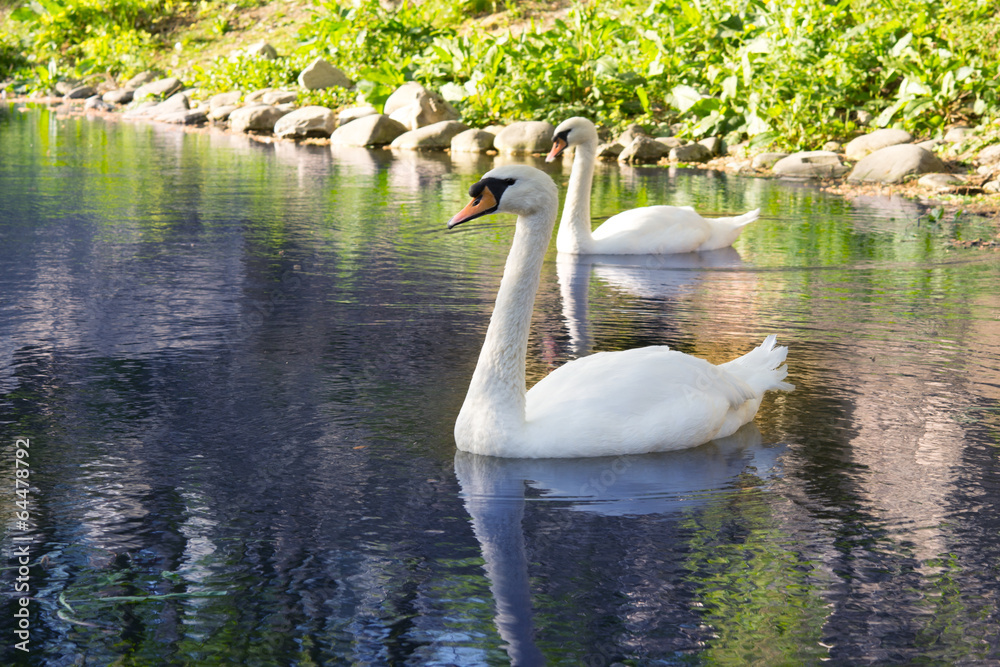 Obraz premium white swans in a pond