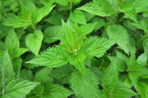 Nettle