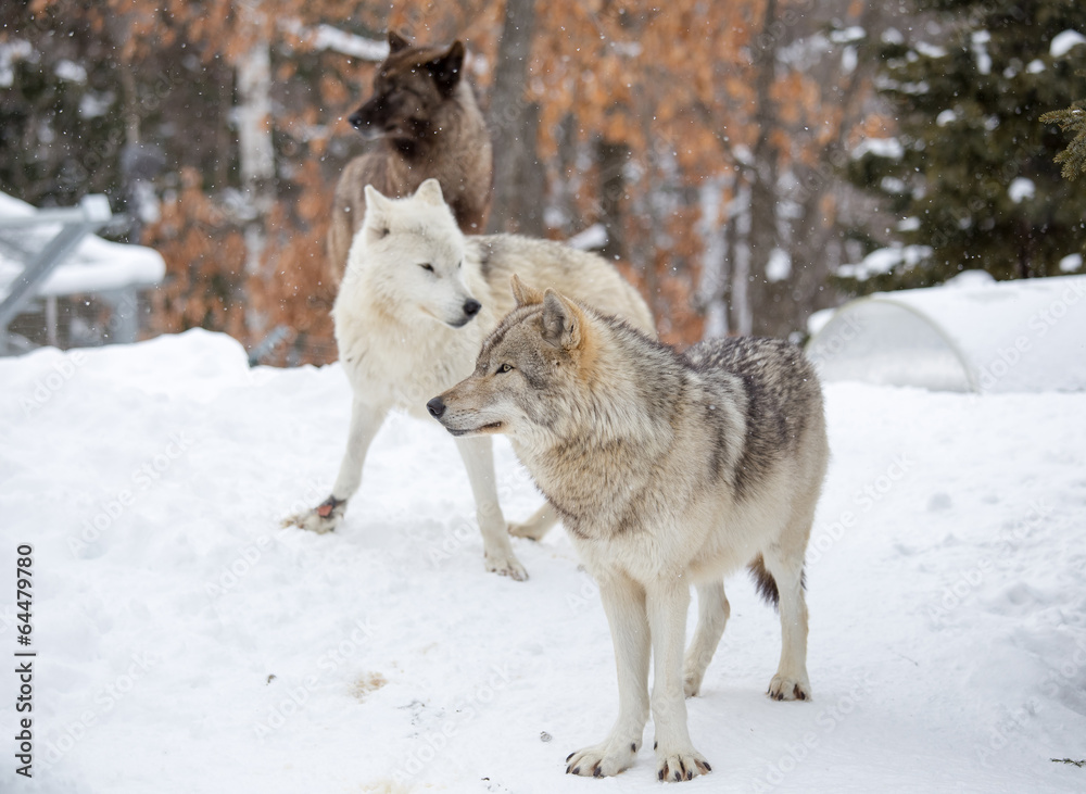 Naklejka premium A small pack of three Eastern timber wolves gather on snow
