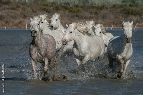 Fototapeta Naklejka Na Ścianę i Meble -  running horses