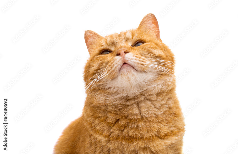 ginger cat isolated ginger cat isolated