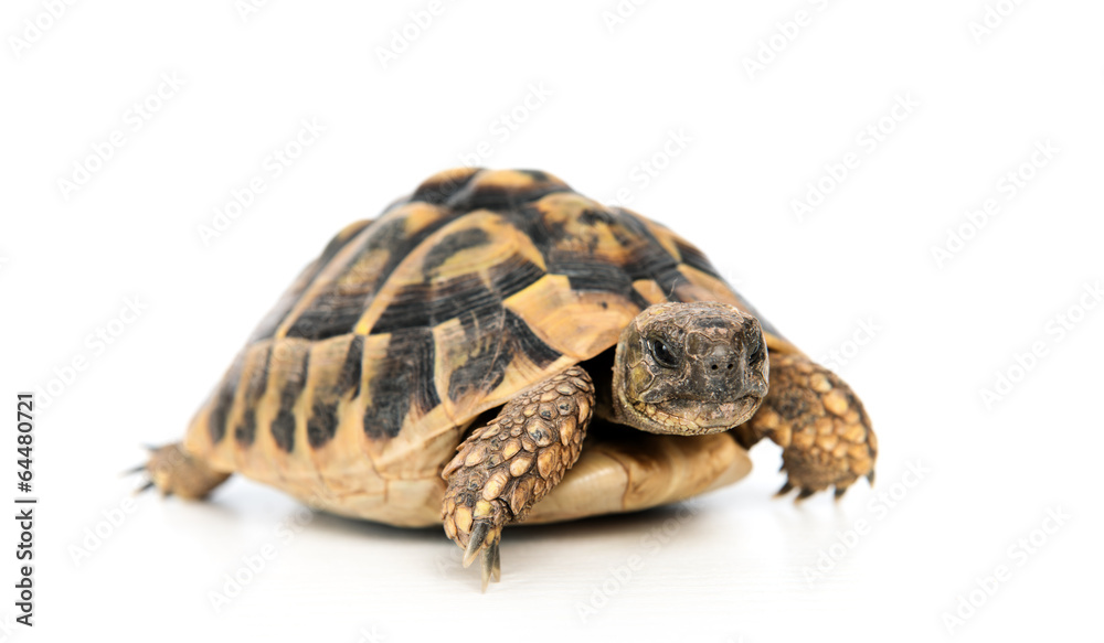 turtle in front of white background turtle in front of white background