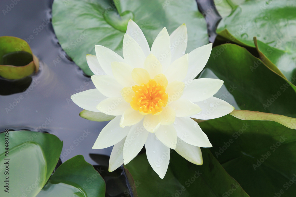 Macro close up white yellow lotus flower or weter lilly