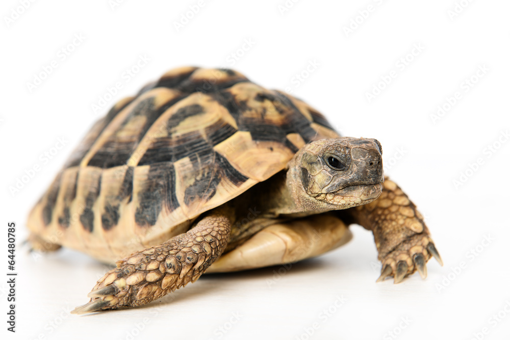 Fototapeta premium turtle in front of white background