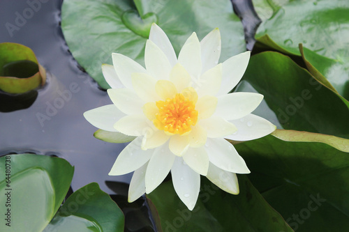 Macro close up white yellow lotus flower or weter lilly