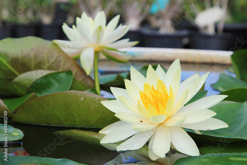 Macro close up white yellow lotus flower or weter lilly photo