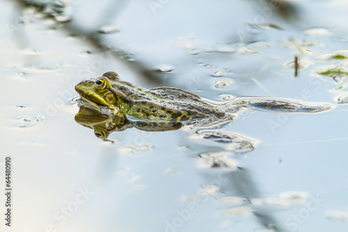 Frog in water photo