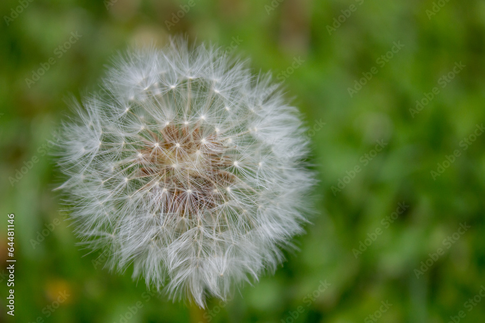Dandelion closeup with green natural background Dandelion closeup with green natural background
