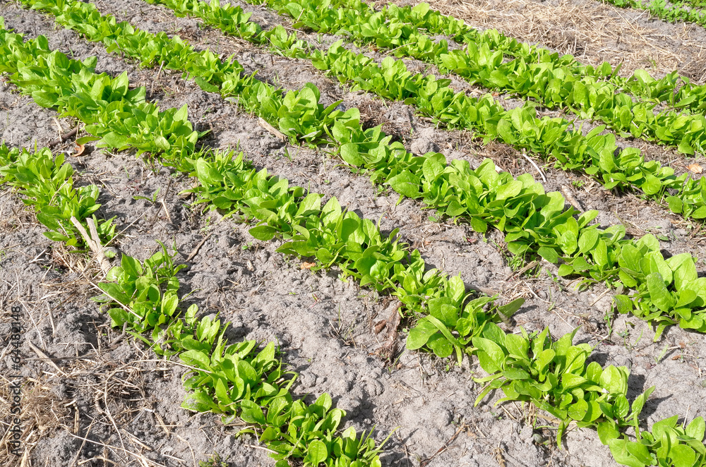 Bed with Giant Leaf spinach. Bed with Giant Leaf spinach.