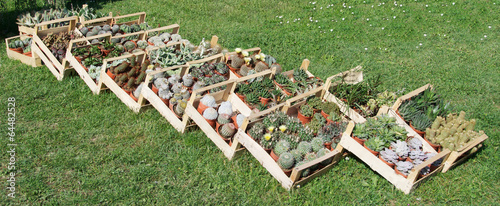 Succulent plants photo