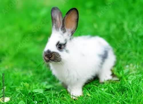 rabbit in green grass