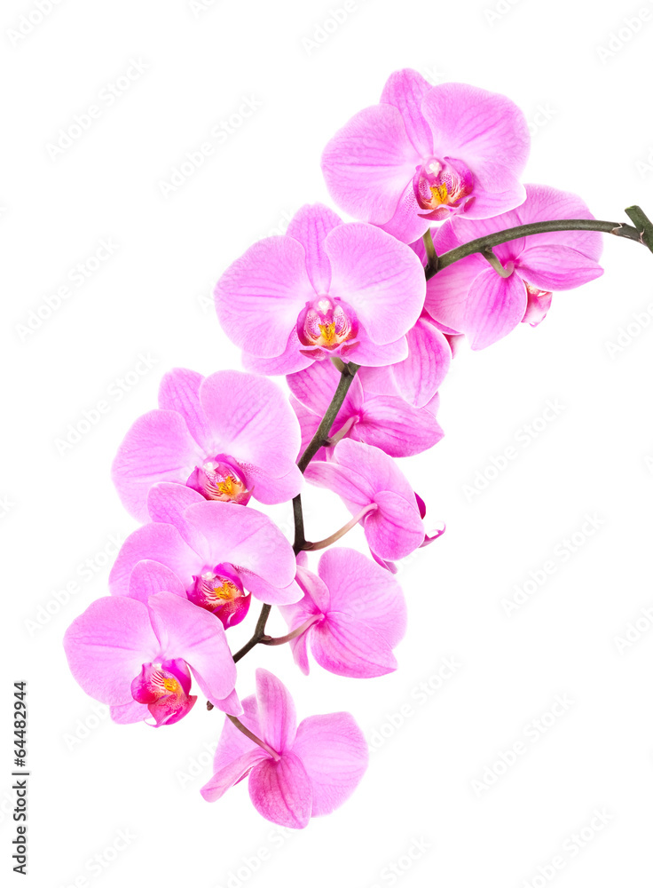 Pink orchid on a white background Pink orchid on a white background