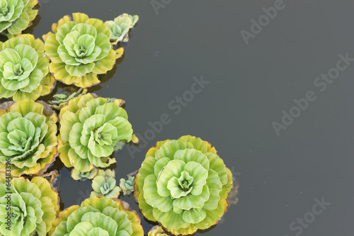 Pistia stratiotes L.