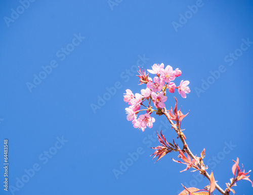 Cherry flowers with blue sky