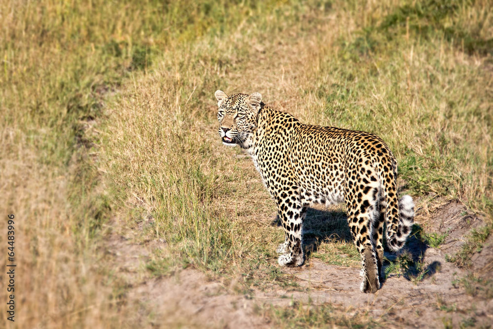Female leopard, South Africa Female leopard, South Africa